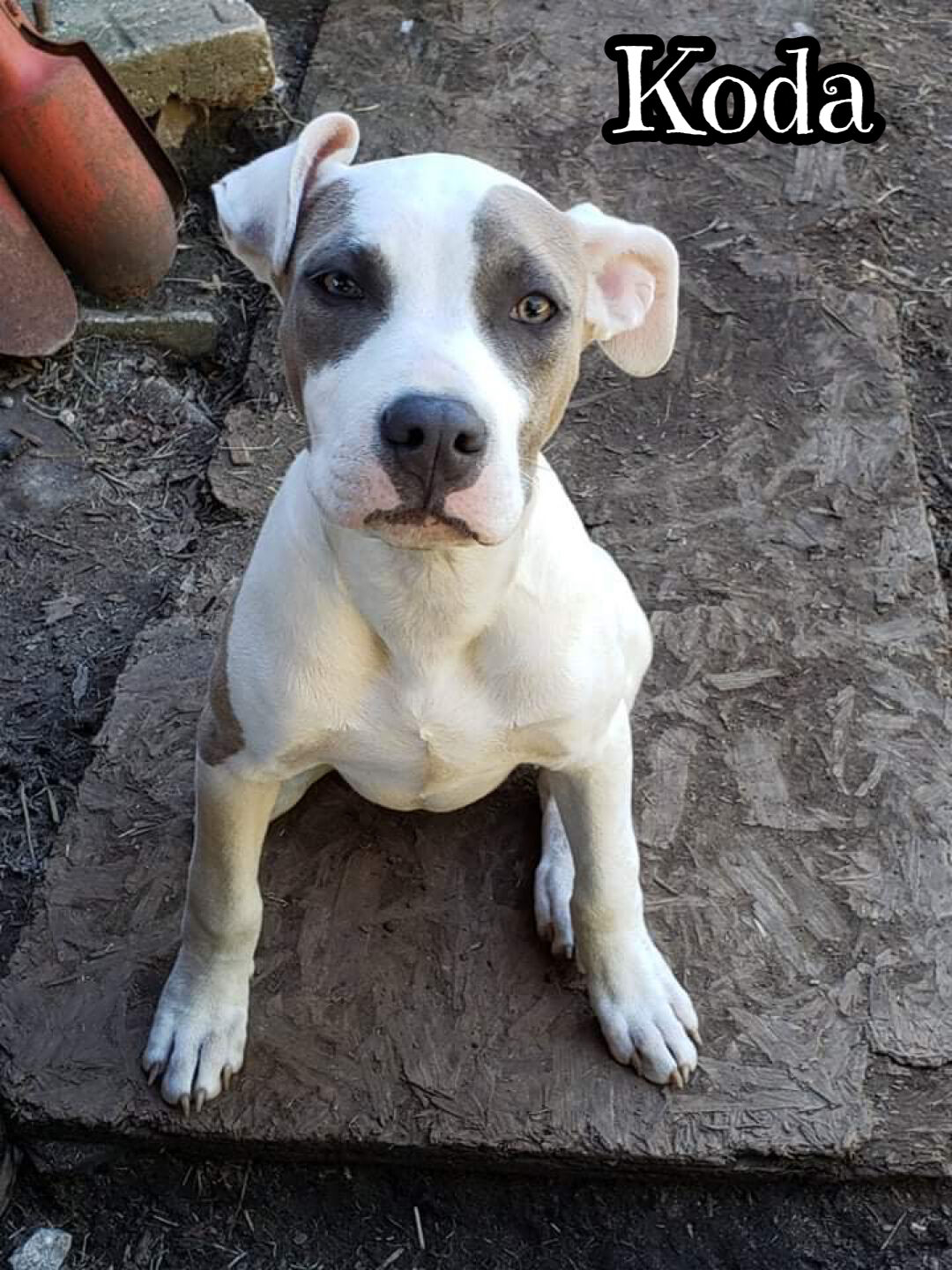 Koda